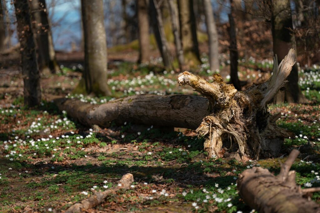 does insurance cover fallen tree damage 2