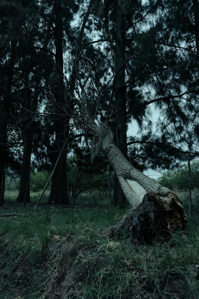 does-insurance-cover-fallen-tree-damage