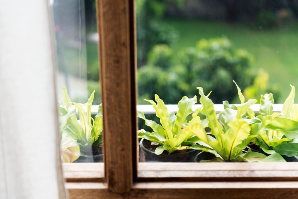 garden window