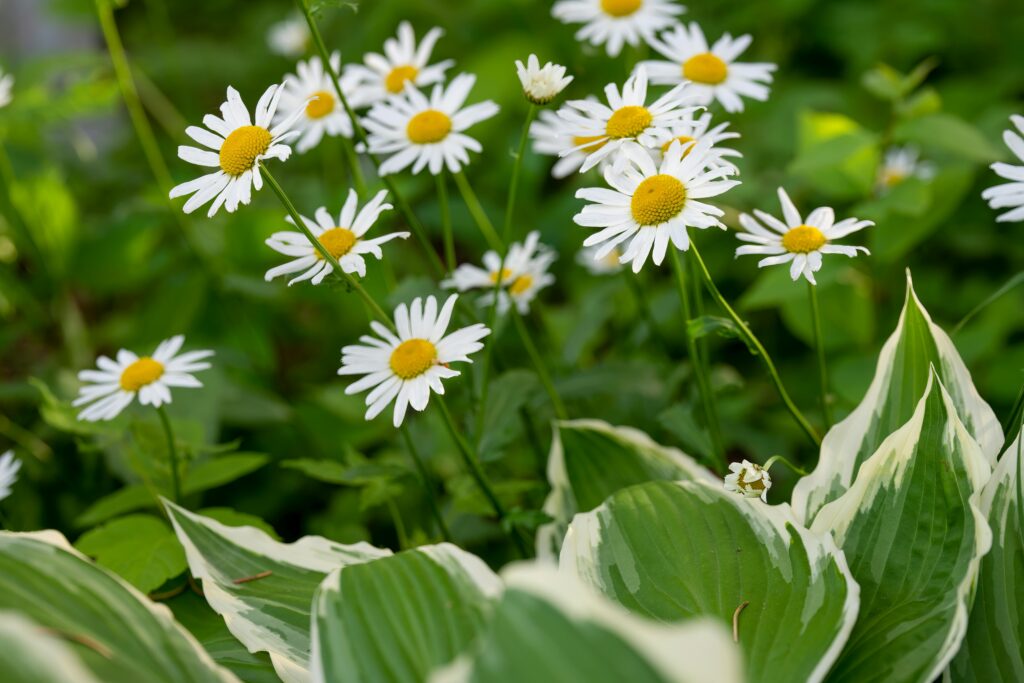 minnesota native plants